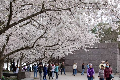 National Cherry Blossom Festival holds 2024 launch event
