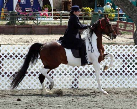 National Show Horse Breed Profile, Traits and Description