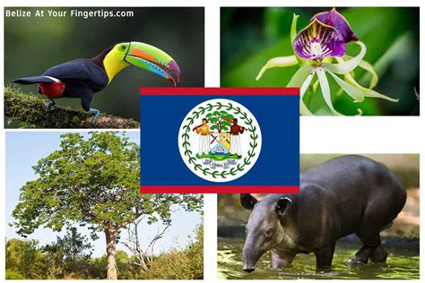 National Symbols Of Belize - Belize River Lodge