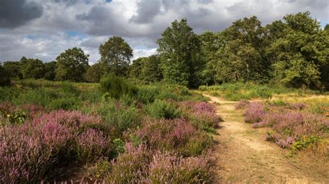 National Trust - Danbury Commons & Blakes Wood