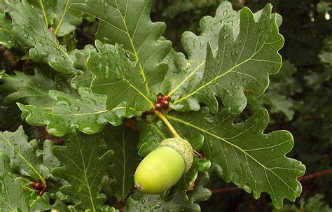 National Trust - English Oak (Quercus robur )