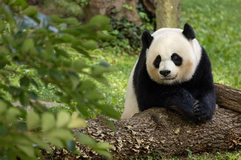 National Zoo’s giant pandas fly home amid uncertainty about future panda exchanges