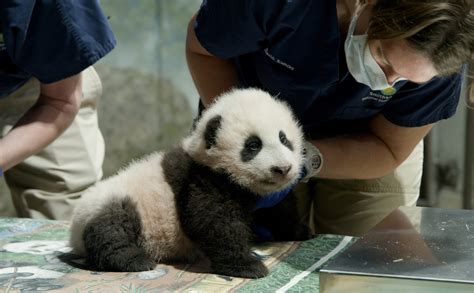 National Zoo’s pandas begin long journey back to China