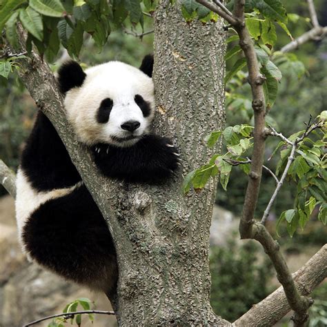National Zoo pandas to head back to China — here’s when and why