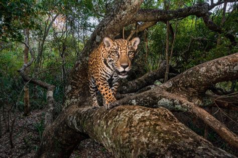 National geographic photos. Stay updated with the latest stories from National Geographic, the leading source of exploration, education and storytelling. Find out what's happening in the world of animals, nature, culture ... 