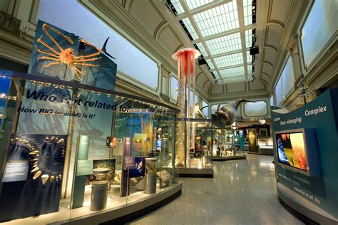 blue whale. Select a scene to explore the whale's story, from the ocean to the Museum's collections to the historic Hintze Hall. 1891 The Ocean 2017 Hintze Hall 1892 - 2016 The Collections. Explore the full story of the Natural History Museum's largest specimen, the colossal blue whale skeleton.