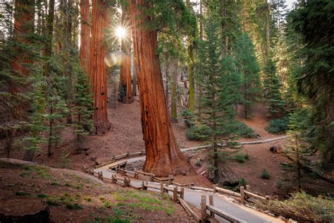 National park sequoia. .  ...