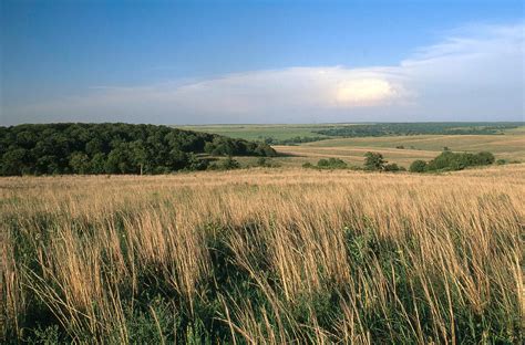 The tallgrass prairie is an ecosystem native to central North America. Historically, natural and anthropogenic fire, as well as grazing by large mammals (primarily bison) provided periodic disturbances to these ecosystems, limiting the encroachment of trees, recycling soil nutrients, and facilitating seed dispersal and germination.. 