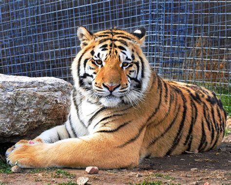 National tiger sanctuary. Things To Know About National tiger sanctuary. 