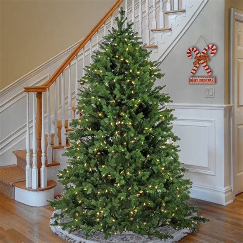 National tree company frasier grande. .  <a href=https://back.metricahe...