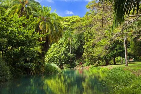 National tropical botanical garden. While undertaking a botanical survey of the Andersen Air Force Base on Guam (Mariana Islands) in 1994, botanists from the National Tropical Botanical Garden collected an unusual suffrutescent, non ... 