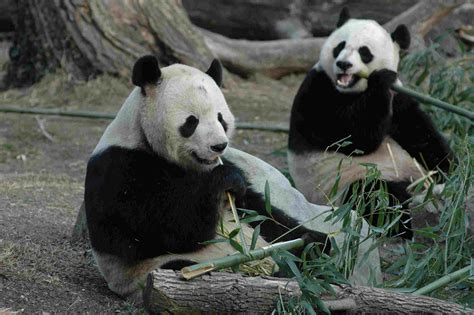 National zoo usa. Value 5.0. Facilities 3.5. Atmosphere 3.5. How we rank things to do. More than 1,800 animals reside at the Smithsonian's 163-acre National Zoo & Conservation Biology Institute, from Asian ... 
