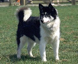 Native American dogs - Wikipedia