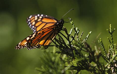 Native Americans in Oklahoma join forces to help monarch …