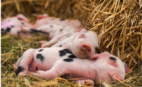 Native British pig breeds and how to recognise them - Countryfile.com