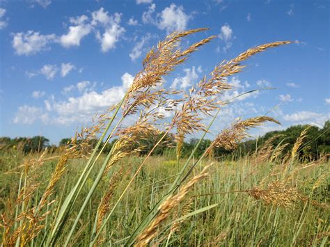 Native Grass & Sedges - Lewis Ginter Botanical Garden