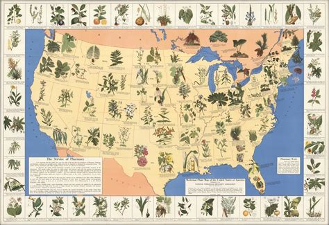 Native Herbs State by State - Herb Society