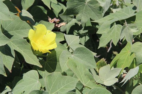 Native Plants Hawaii - Viewing Plant : Gossypium tomentosum