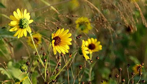 Native Plants of the Texas Coastal Plains Sciencing