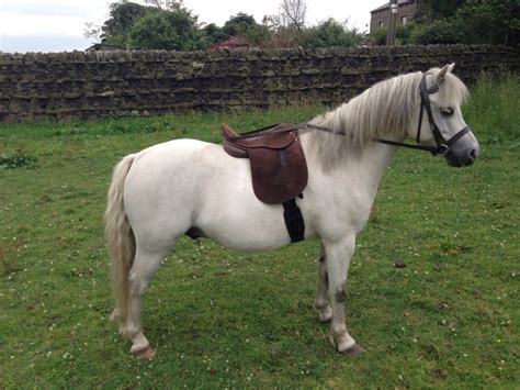 Native Ponies Online - Showing Rules - Welsh Section A Pony