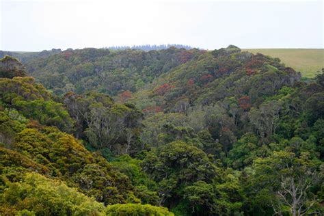 Native Timber — NZ Forests