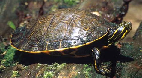 Native Turtles of Florida (with Pictures) – TurtleOwner.com