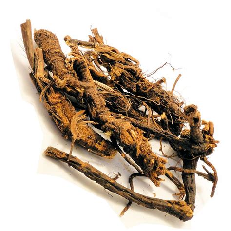 Native american bear root. Bear Root. $9.99. Add to cart. Bear Root aka Oshá Root. Lingusticum porteri. 0.5 oz. Whole Dried Root. Bear root or chuchupate, was used by Native Americans to treat a variety of ailments, particularly those relating to the lungs and heart. Oshá is a slow-growing member of the parsley family and grows in higher elevations throughout south and ... 