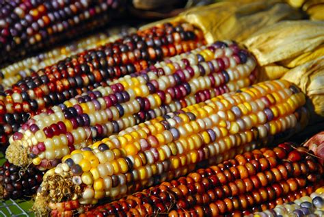 Evolution of Maize Agriculture. Corn or maize (zea mays) is a domesticated plant of the Americas. Along with many other indigenous plants like beans, squash, melons, tobacco, and roots such as Jerusalem artichoke, European colonists in America quickly adopted maize agriculture from Native Americans. Crops developed by Native Americans quickly .... 