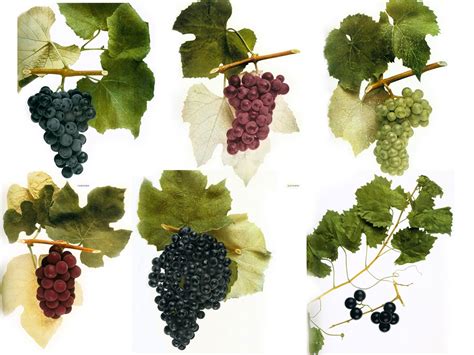 as 1818 American grapes had become an important part of the agricul