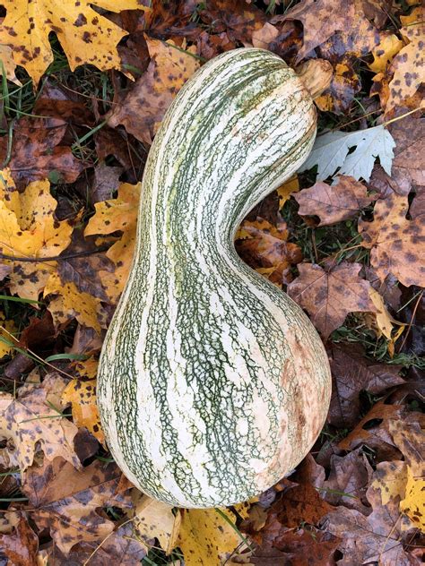 Oct 8, 2019 ... The domesticated squash, including pumpkins and gourds, is an American domesticate, first farmed by people perhaps as long ago as 10000 ...