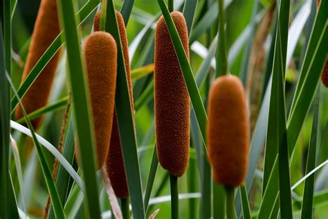 I happen to like cattails, because I use them as a food source. Not only are ... In North America, the Broadleaf cattail is being pushed out by the invasive .... 