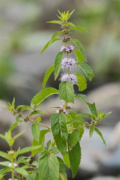 Native content mint