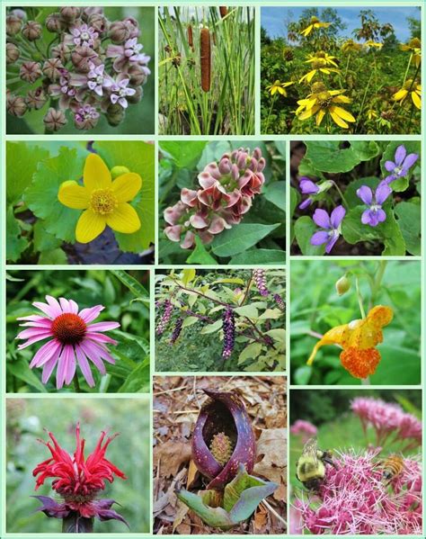 Native medicinal plants. Things To Know About Native medicinal plants. 