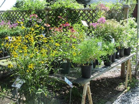 Native nurseries. Garden for Life. A women-owned native plant nursery, and garden center, focused on increasing accessibility and knowledge of native plants of New England. … 