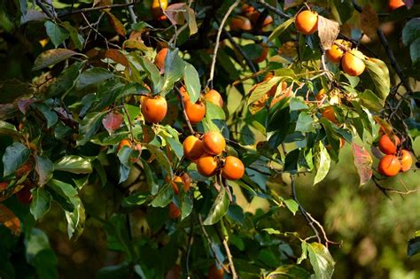 Native persimmon tree. There are two distinct groups of persimmon trees, the native American persimmon ( Diospyros virginiana) and the Asian persimmon ( Diospyros kaki ). The American persimmon is an easy to grow tree with many uses. 