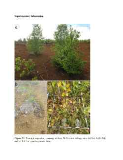 Native plants facilitate vegetation succession on amended and