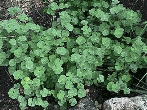 Natives of Texas -- Clover Fern