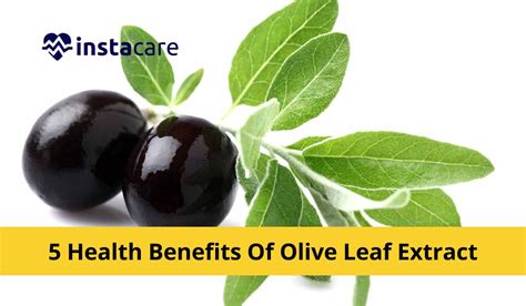 Natural Antifungal Properties of Olive Leaf Extract.