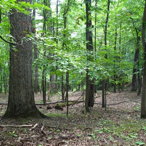 Natural Community Oak-Hickory Forest - Lakeside Nature Center