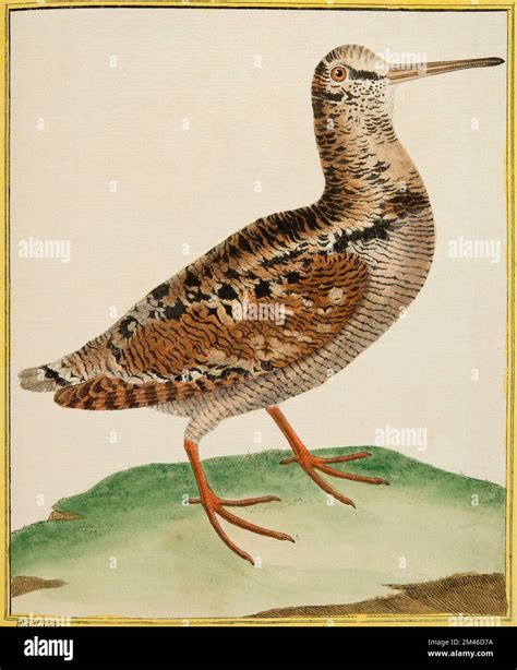 Natural History Woodcock population and young …