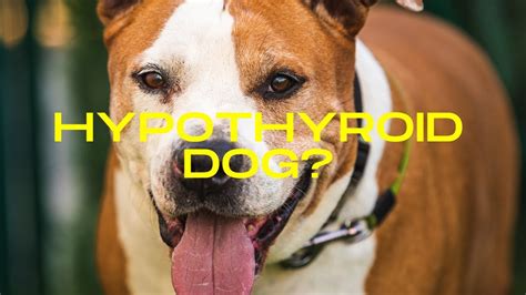 Natural Remedies for Hypothyroidism in Dogs - VetInfo