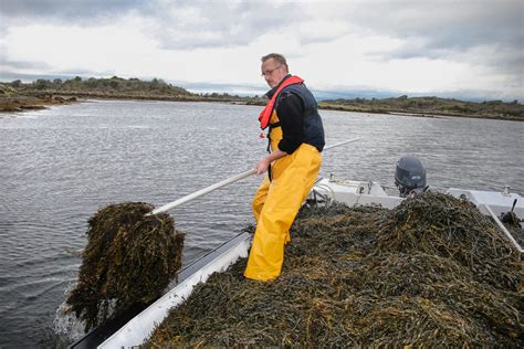 Natural Resources Wales / Seaweed harvesting