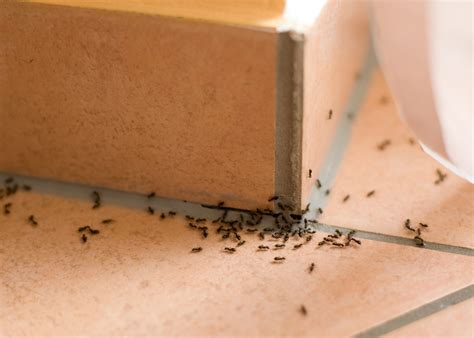 Natural ant extermination. Eliminate Ants With Natural Solutions ... Repel ants naturally with a homemade mixture of tea tree oil and water diluted in a spray bottle. You can also make your ... 