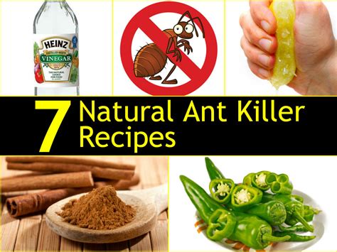 Natural ant killer. To Use Lemon Juice as a Homemade Ant Spray. In an empty spray bottle, dilute the lemon juice with water. Create a 50/50 solution that is half (50%) water and half (50%) lemon juice in the spray bottle. You can either use the juice from freshly squeezed lemons of concentrated, shelf-stable lemon juice from your local grocer. 