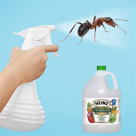 Natural ant killer inside. Baking soda. Spray bottle. tb1234. To make this natural ant deterrent and killer, pour the white vinegar into the spray bottle. Locate all ant piles and spread the baking soda around the ant mound until there is a nice thin layer on top. Spray the vinegar on top of the ant mound until a foaming reaction occurs. 