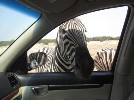 Natural bridge wildlife ranch tickets. About. Natural Bridge Wildlife Ranch is an African Safari, Texas-Style. View and feed more than 700 animals representing over 45 species from all over the world in the comfort of your own car. 