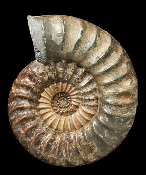 Natural fossil. Things To Know About Natural fossil. 