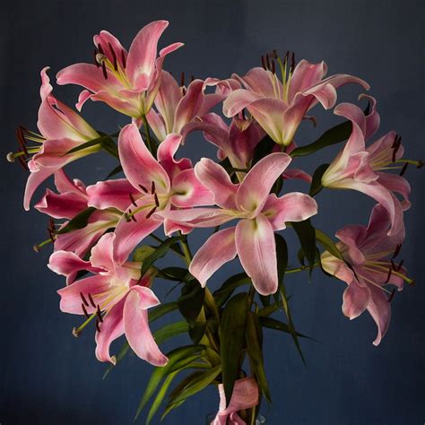 Natural grace funeral notices. .  Offer condolences/tributes, send flowers or create ...