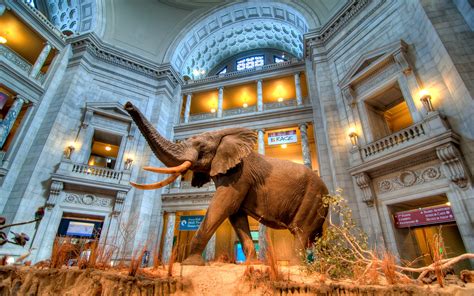 The Smithsonian Natural History Museum is the third most visited museum in the world and for good reason; it doesn’t cost a dime to tour some of the greatest natural artifacts on earth. From 10 a.m. to 5 p.m every day (except Christmas), visitors can sneak a peak at the Hope Diamond, explore the recently opened David H. …. 