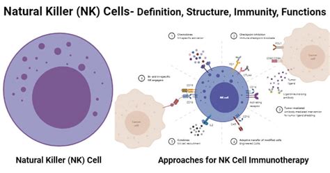 Natural killer cells show potential to treat COVID-19 symptoms